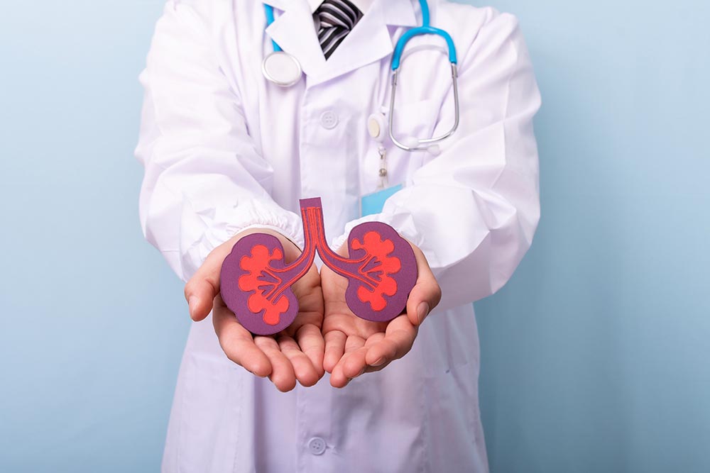 doctor hands holding kidneys shape health care medical insurance concept