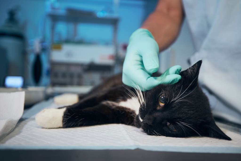 hand of veterinary doctor stroking sick cat at ani 2022 11 15 23 05 45 utc (1)