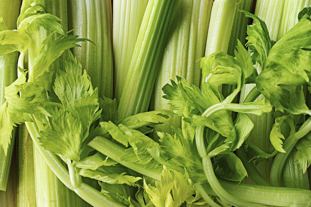 close up texture celery