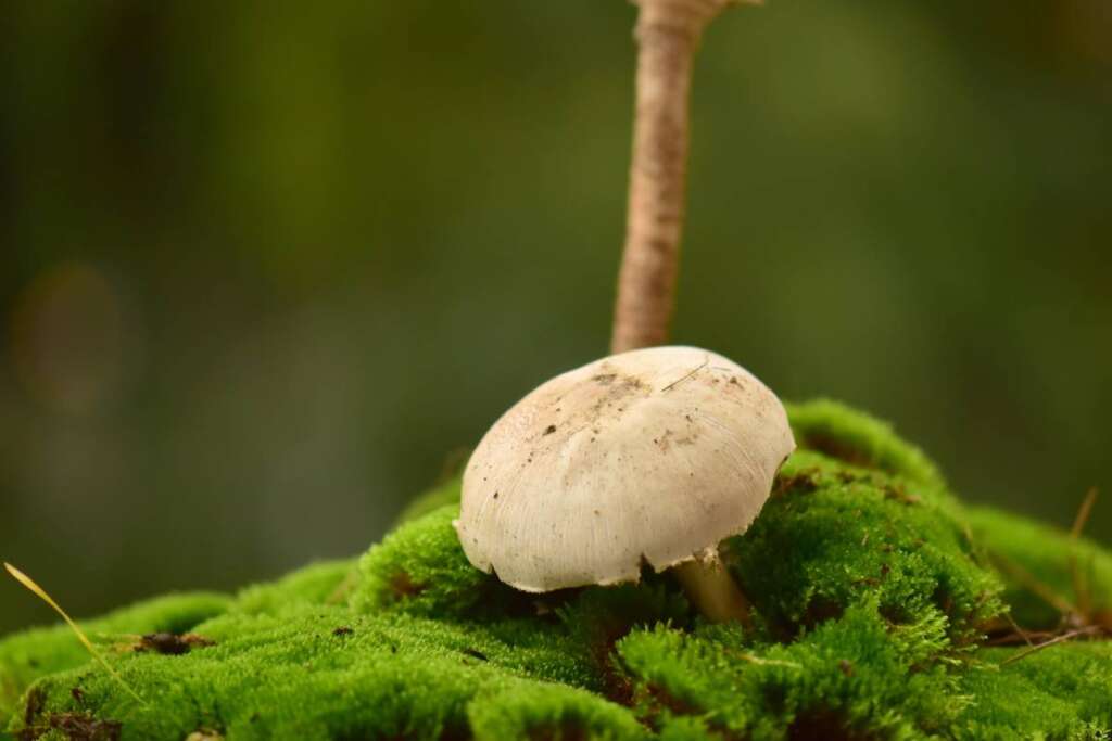 เห็ดมีประโยชน์มากกว่าที่คิด! แต่บางโรคห้ามกินเด็ดขาด