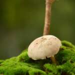 เห็ดมีประโยชน์มากกว่าที่คิด! แต่บางโรคห้ามกินเด็ดขาด